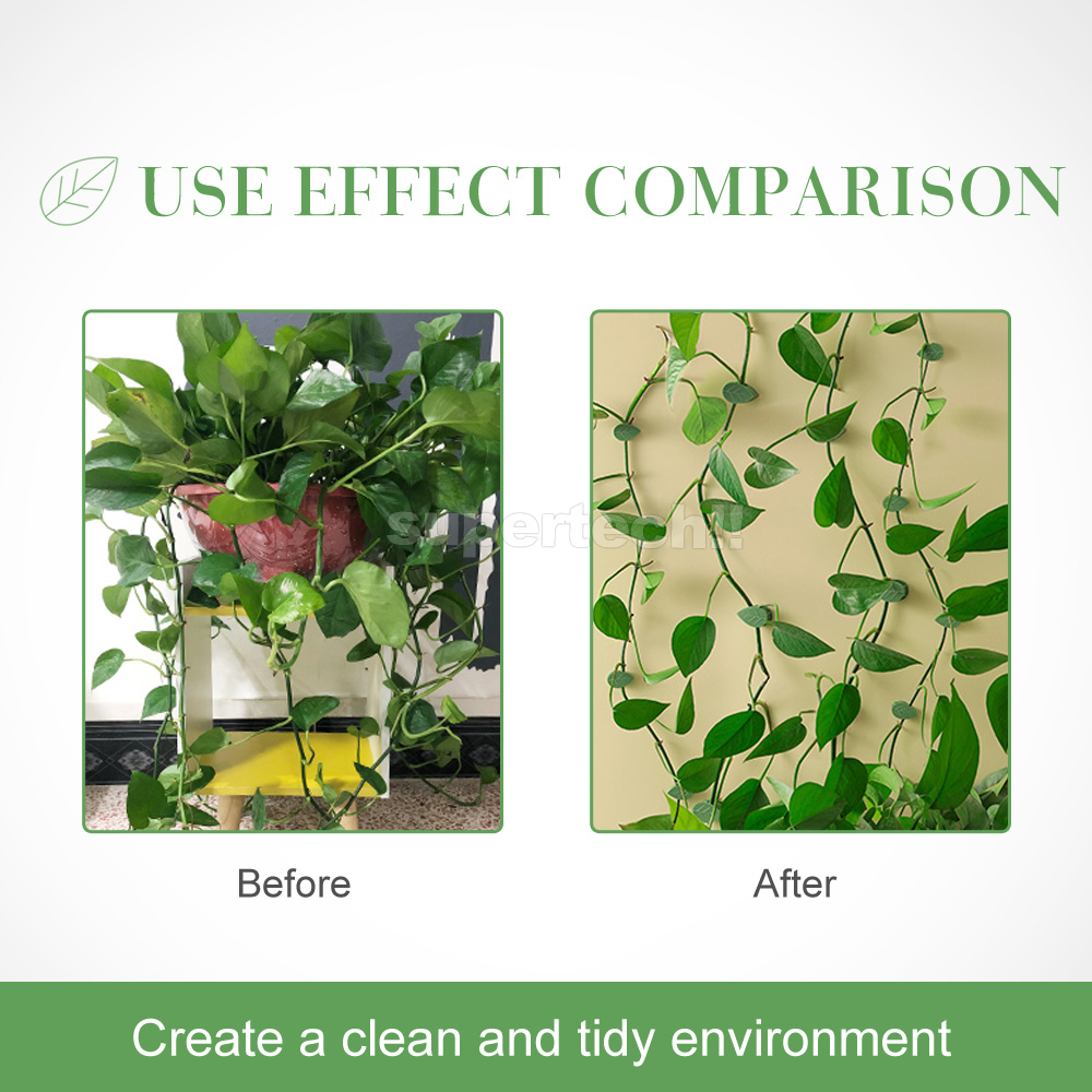 spider plant bonnie Spider Plant Curly Bonnie | Care Guide and Pro Tips - Delivery from Toronto  across Canada main image 0